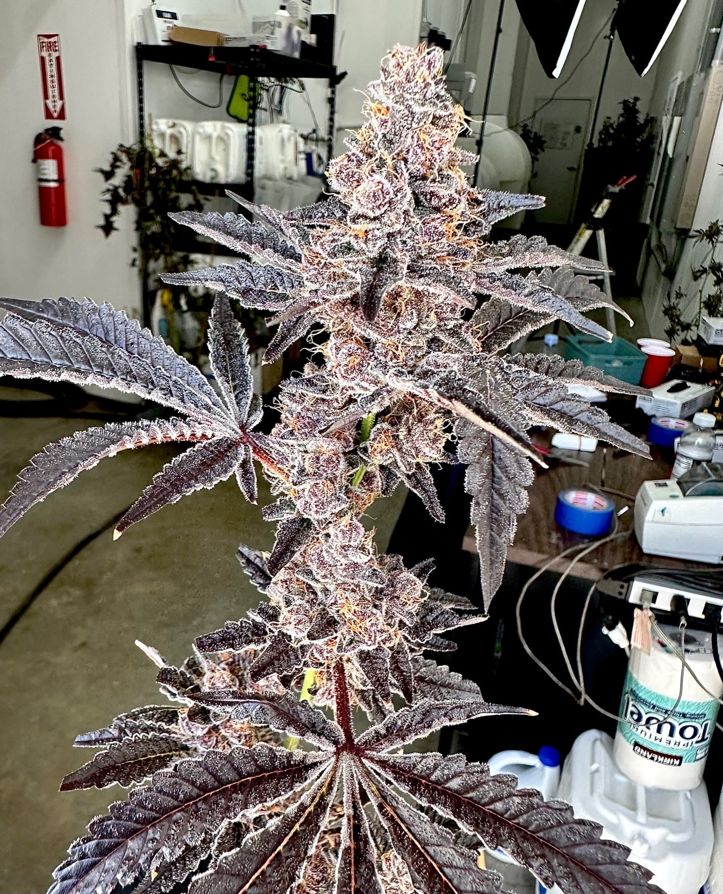 Strawneapple ( Purple Pineapple x Gary Poppins )