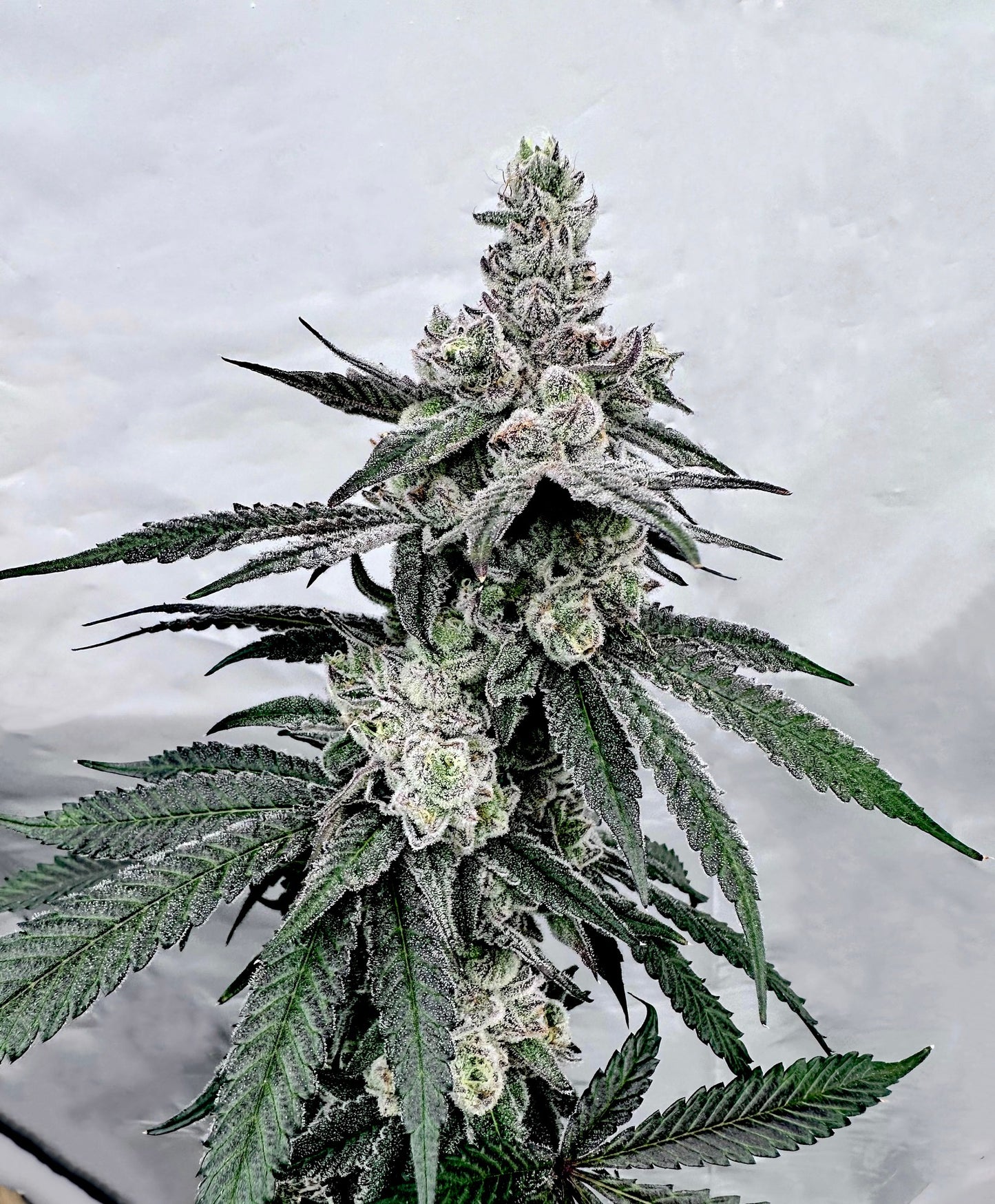 Truffle'z & Cream strain (Trap Trufflez x Milk & Cookies) Exotic Genetix x Solfire Feminized Cannabis Seeds