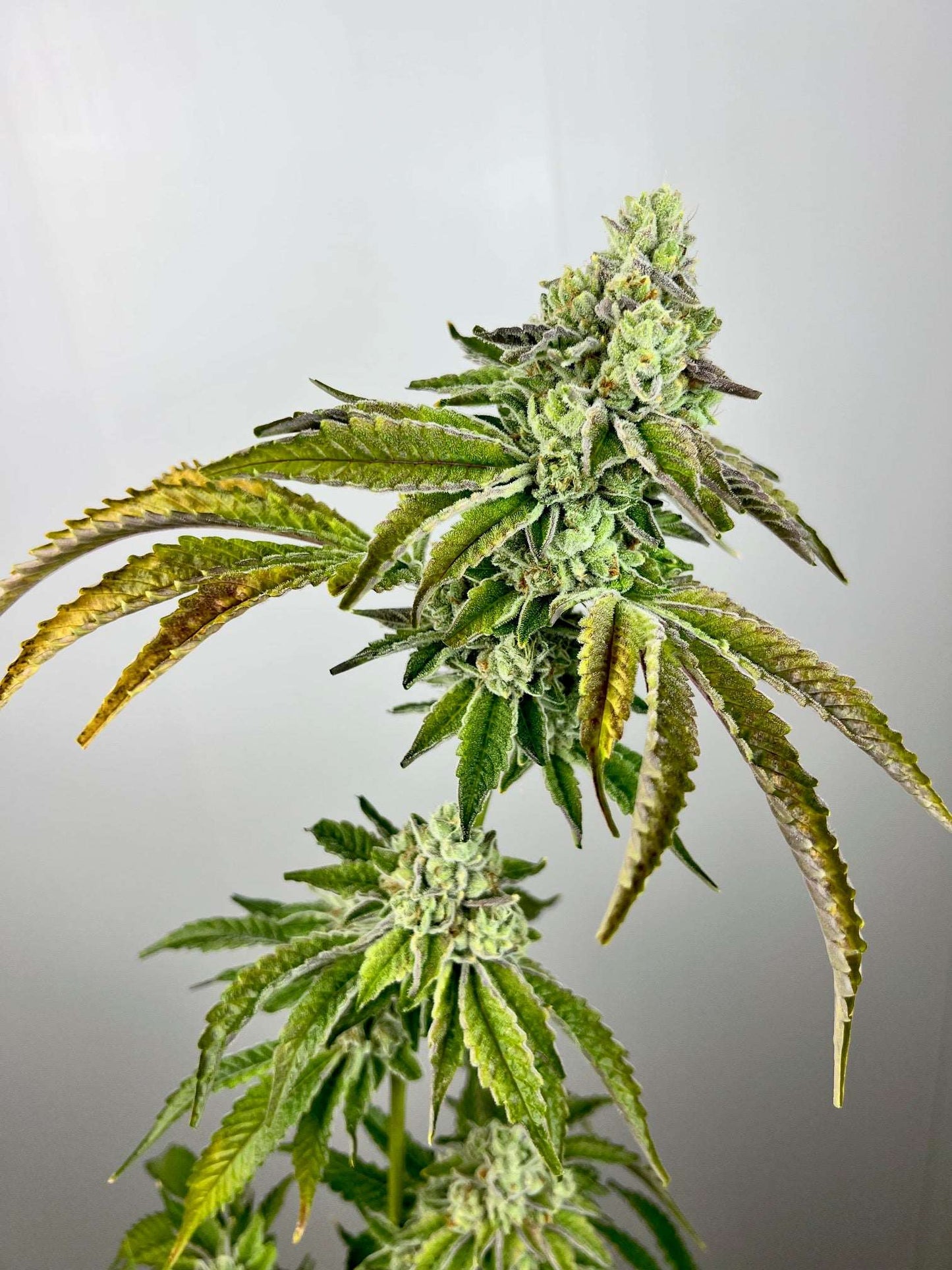 Plasma Gas (KushCo OG x Falcon-9) Exotic Genetix