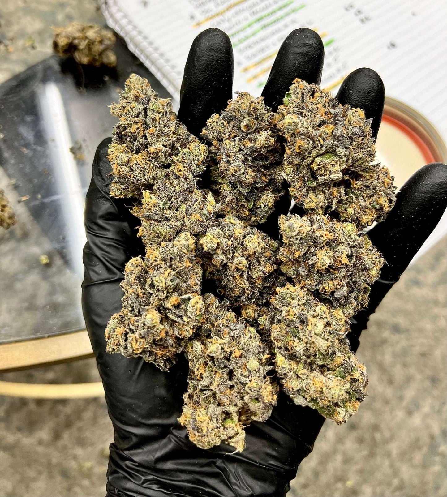 Planet Sherb (Sunset Sherb x Falcon-9) Exotic Genetix