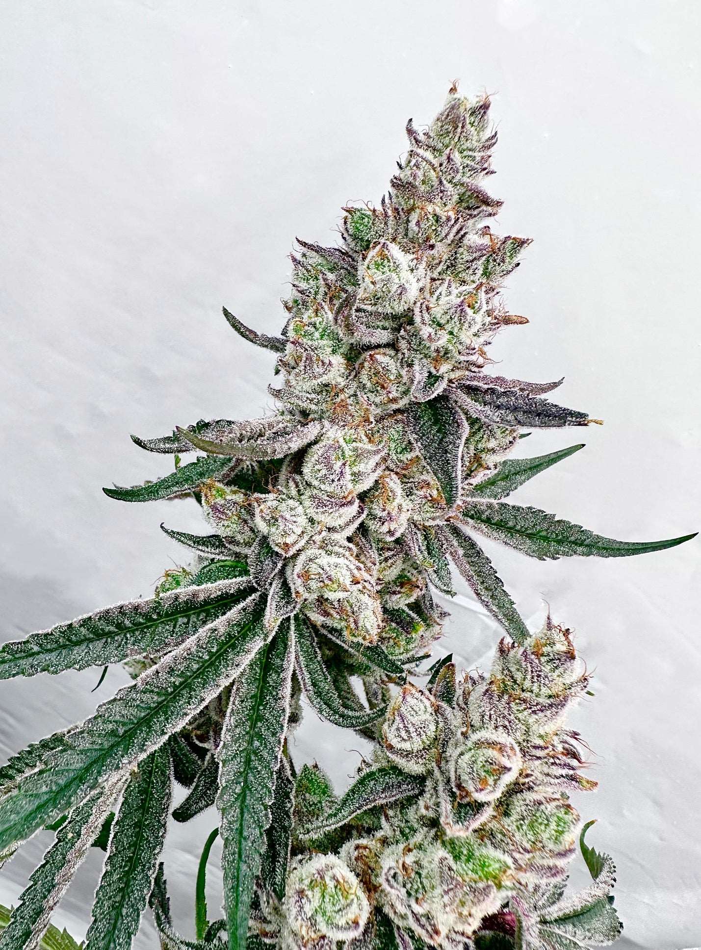 Kacklesnatch Mother: Chimera Reversal: Grape Jubilee Exotic Genetix