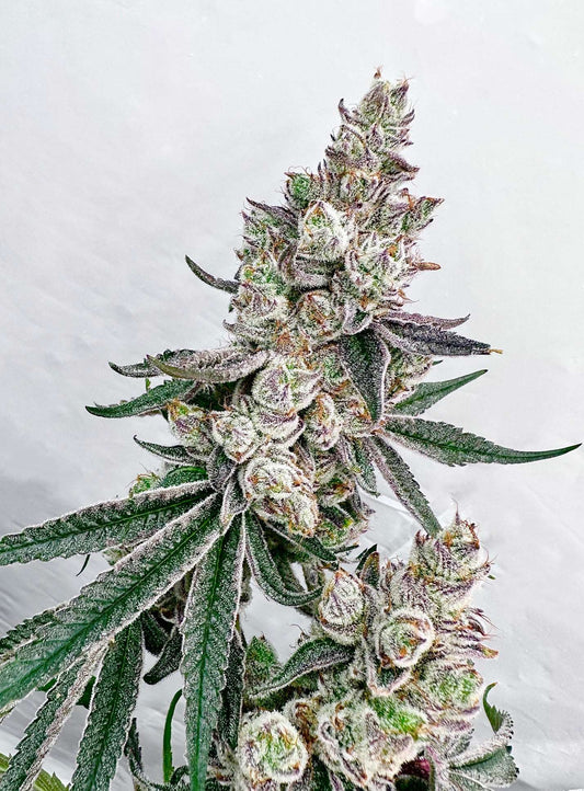 Kacklesnatch Mother: Chimera Reversal: Grape Jubilee Exotic Genetix
