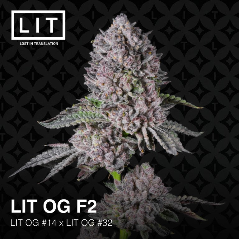 LIT OG F2 (Tahoe OG x Runtz)² feminized cannabis seeds. LIT FARMS