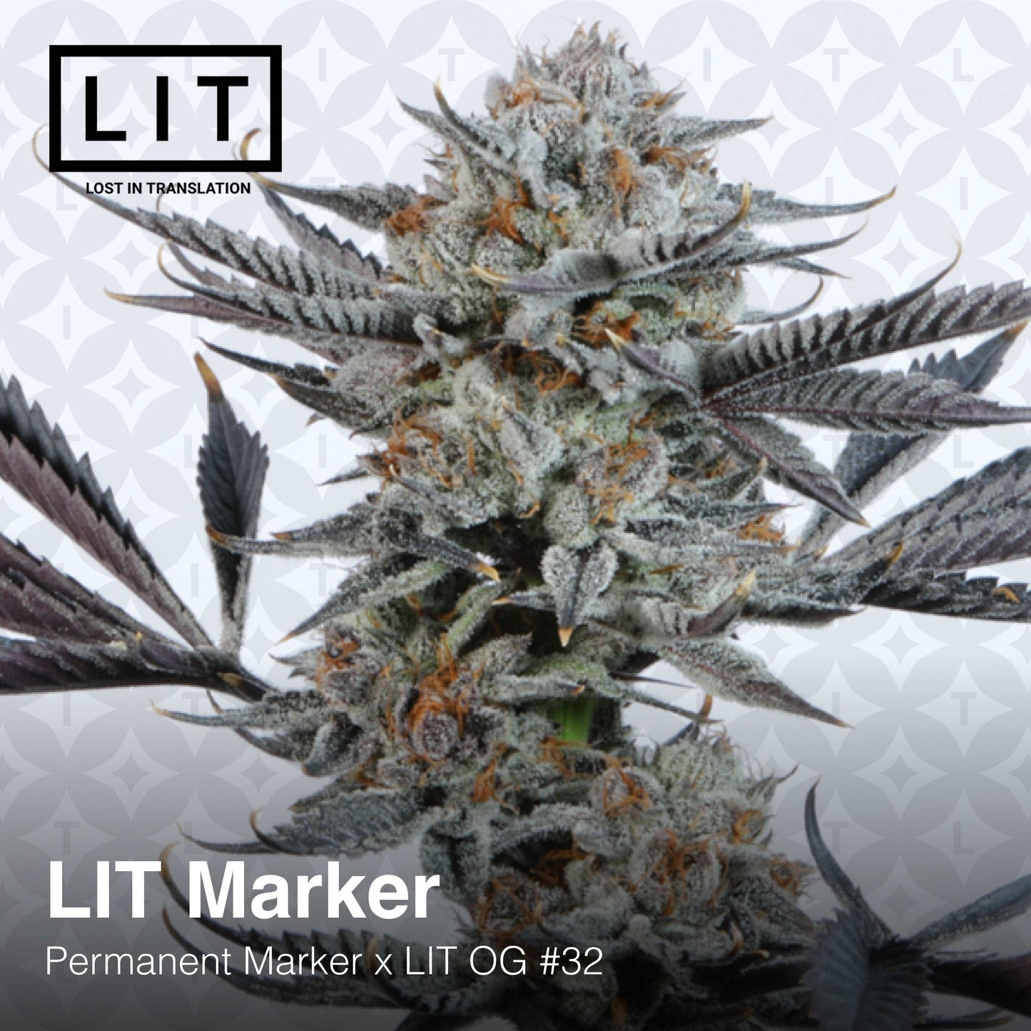 LIT MARKER (Permanent Marker x LIT OG #32) Feminized Seeds. LIT FARMS
