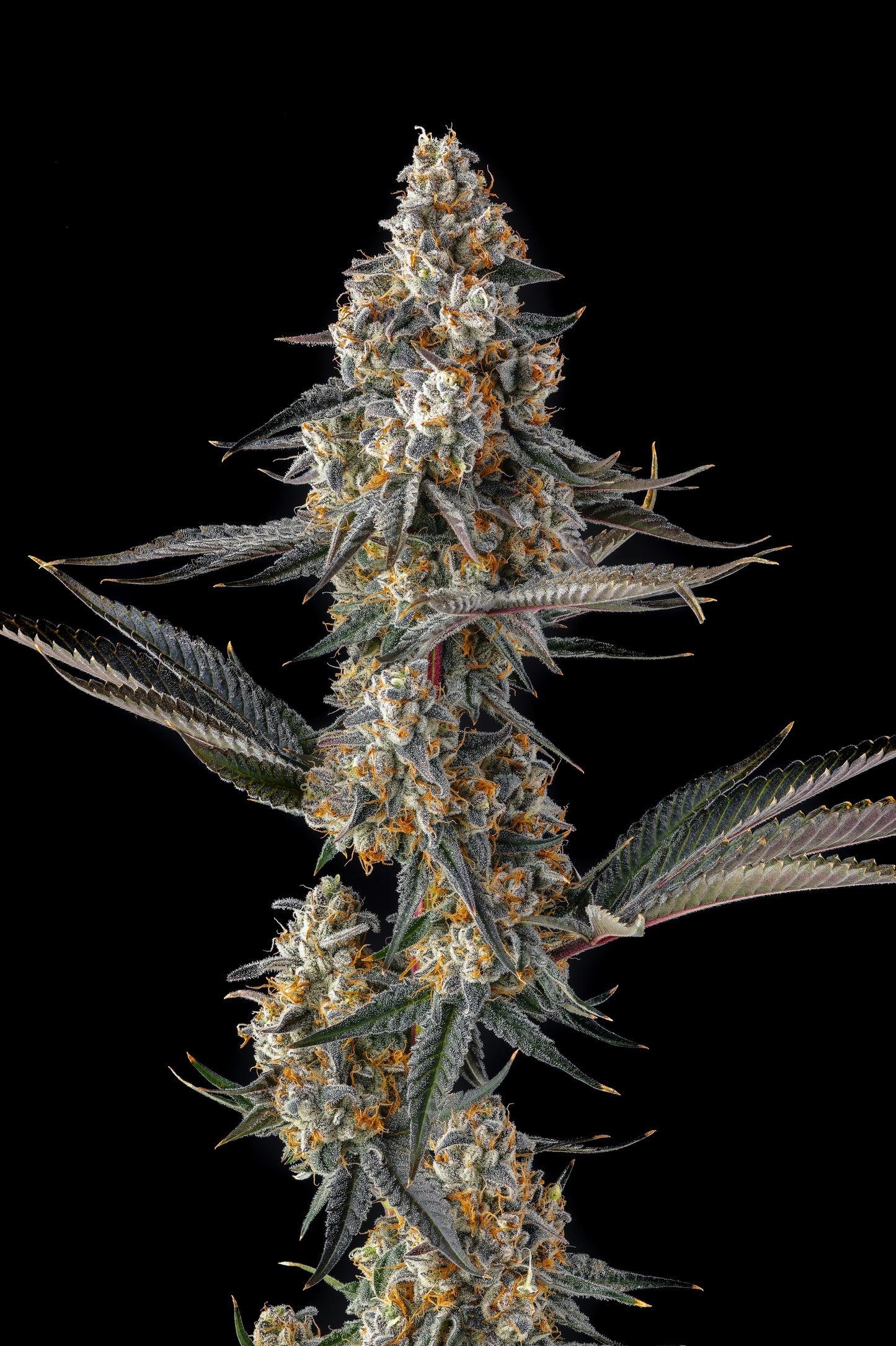 La Llorona (Devil Driver x Black Amber) FEM