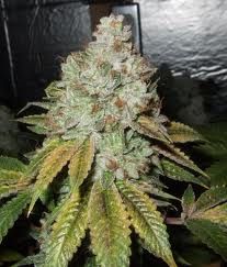 Larry OG Kush S1 Feminized Cannabis Seeds