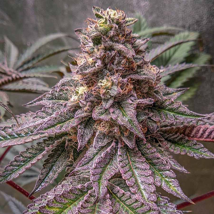 LAVA CAKE STRAIN FEMINIZED SEEDS