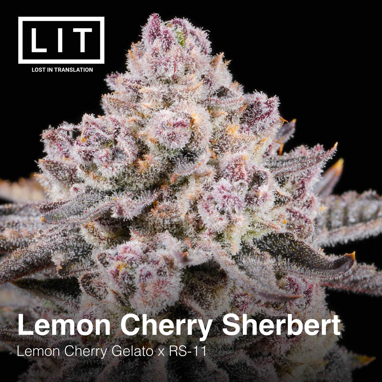 LEMON CHERRY SHERBERT FEM