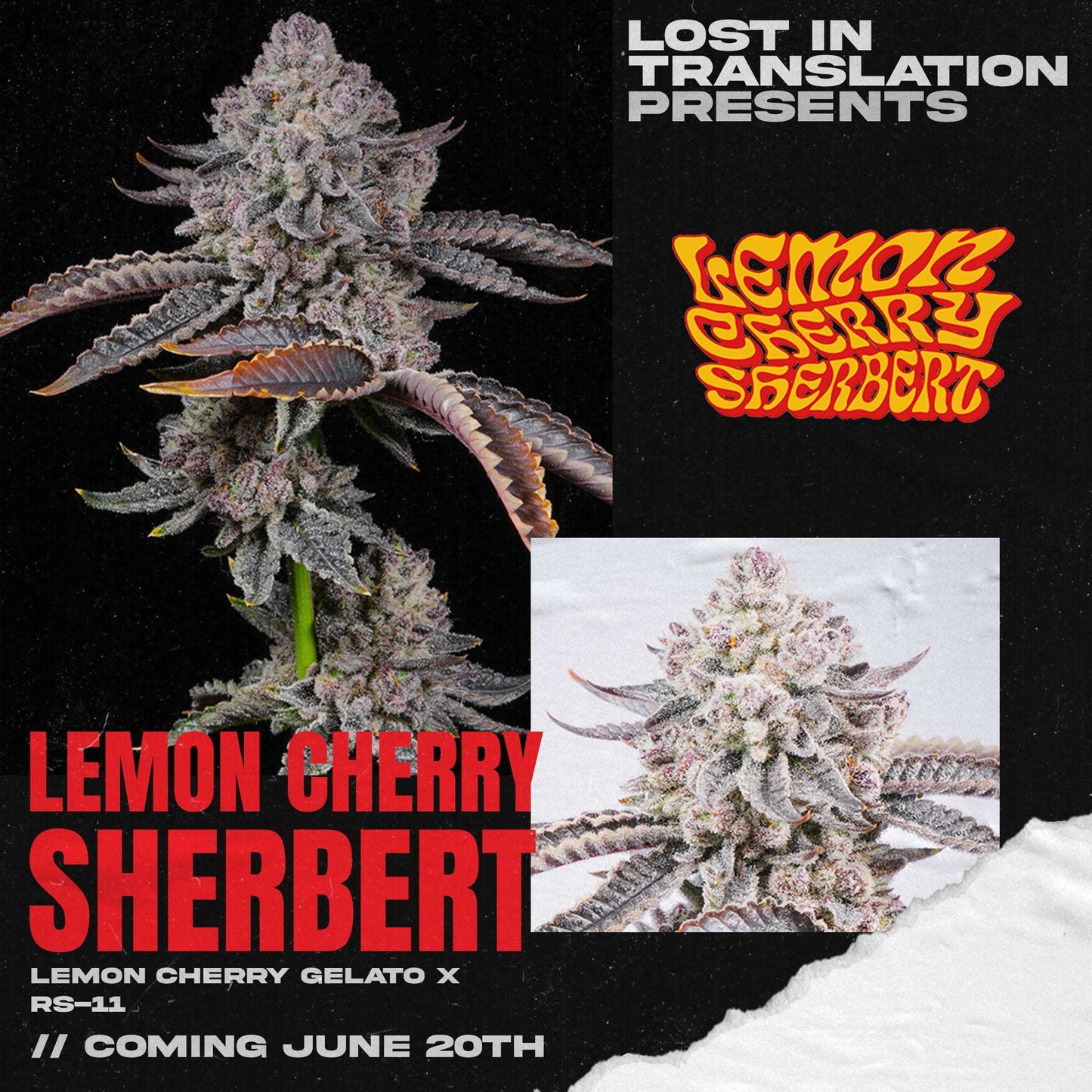 LEMON CHERRY SHERBERT FEM