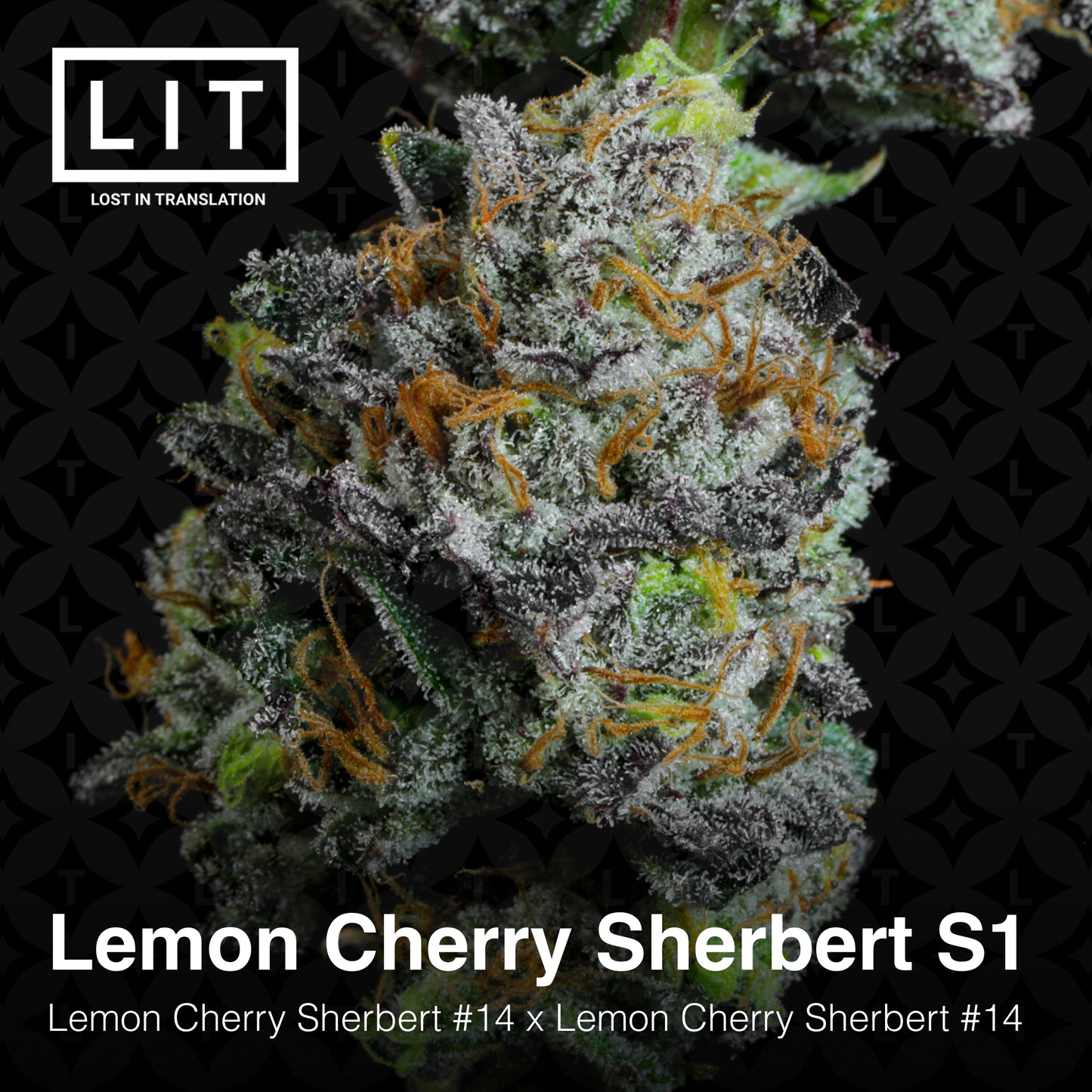 LEMON CHERRY SHERBERT S1