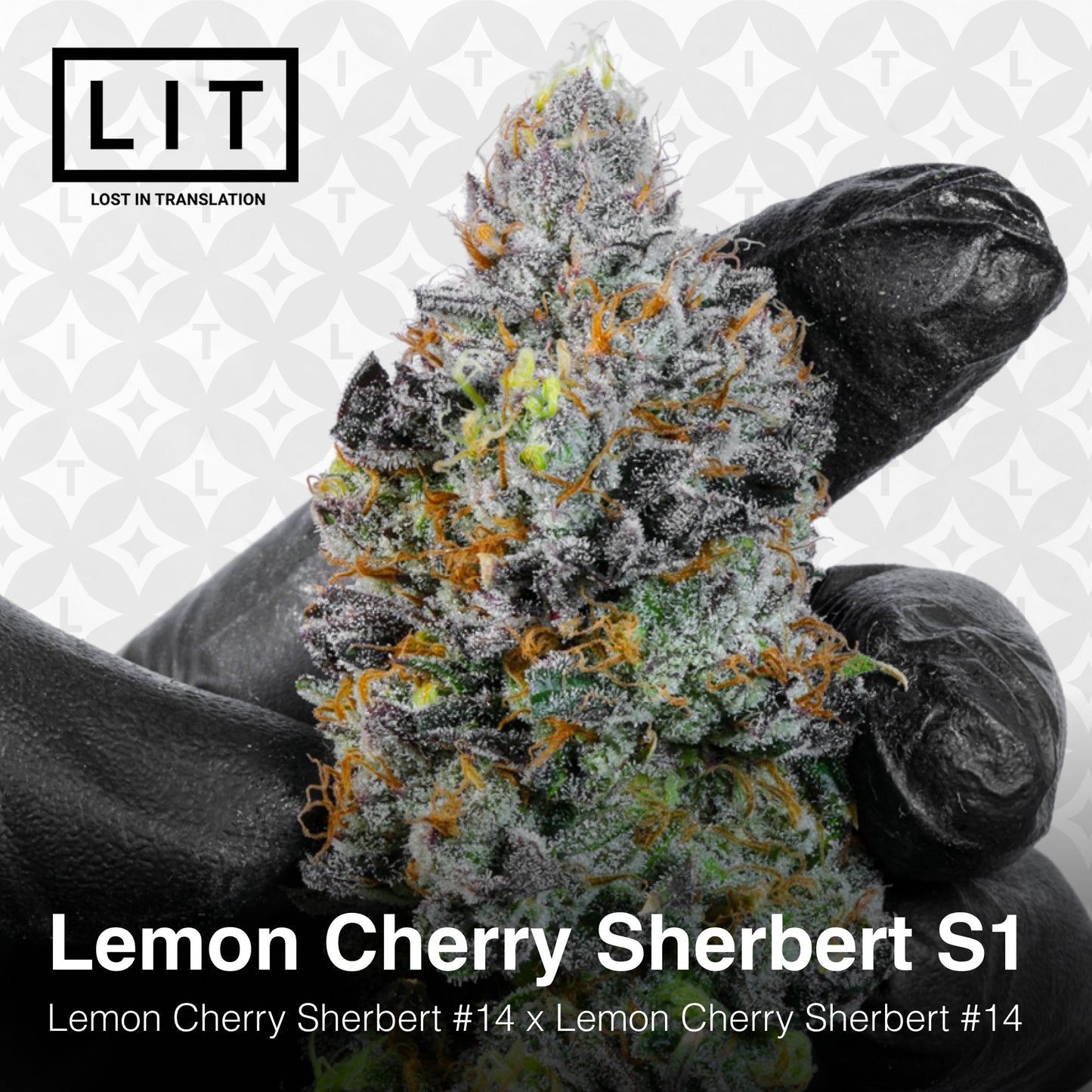 LEMON CHERRY SHERBERT S1