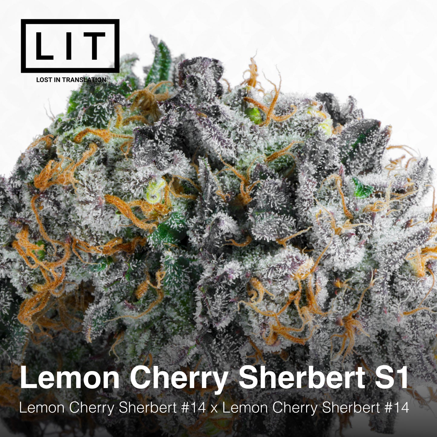 LEMON CHERRY SHERBERT S1