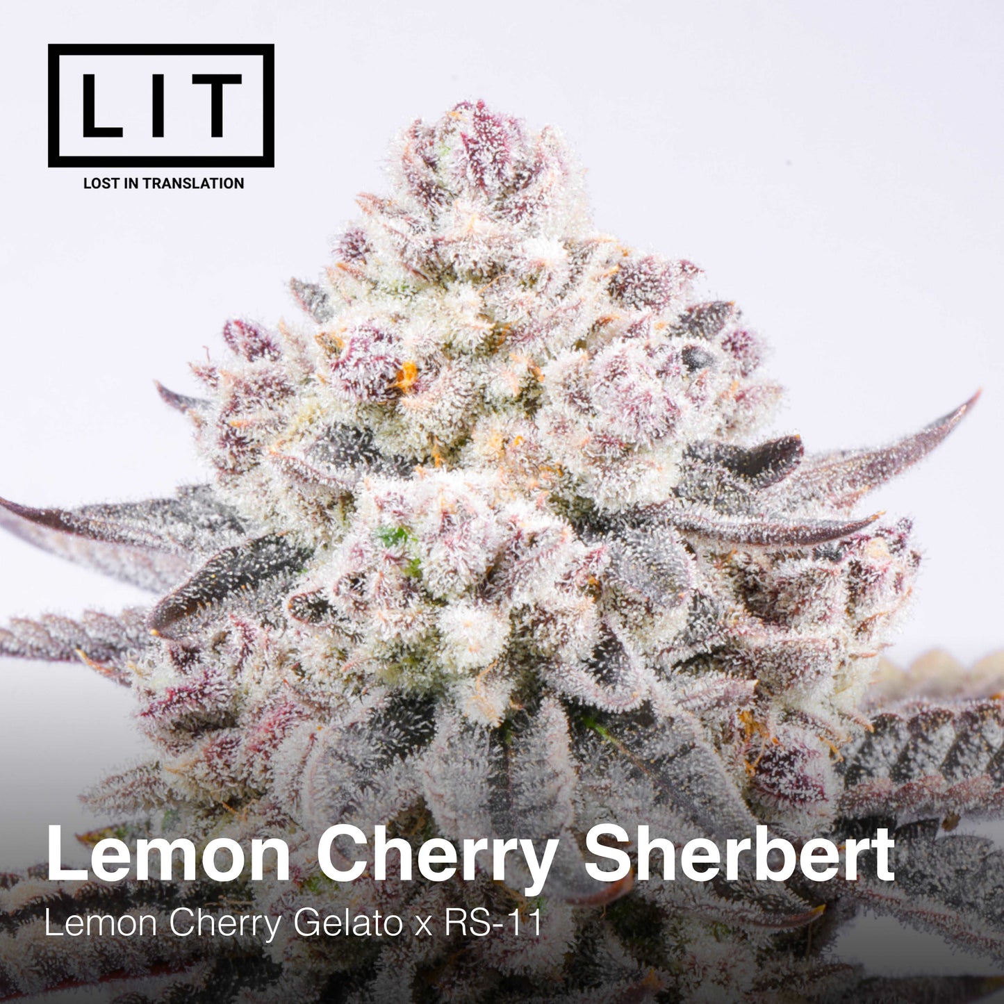 LEMON CHERRY SHERBERT FEM