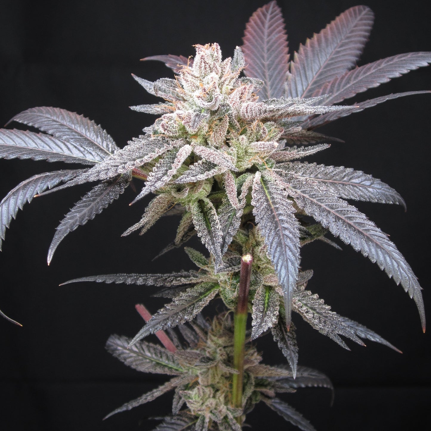 LEMONBERRY SLUSH (FEM)