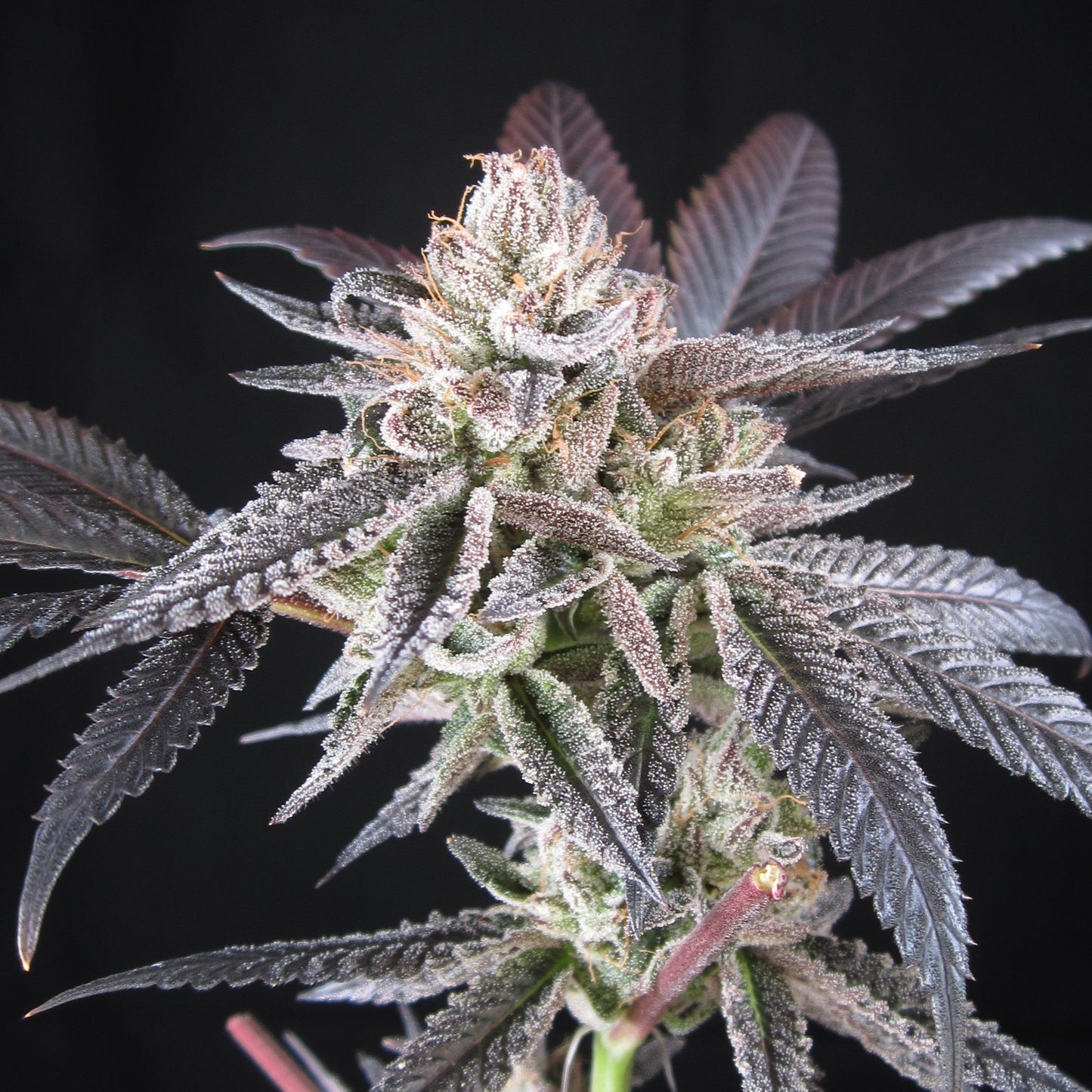 LEMONBERRY SLUSH (FEM)