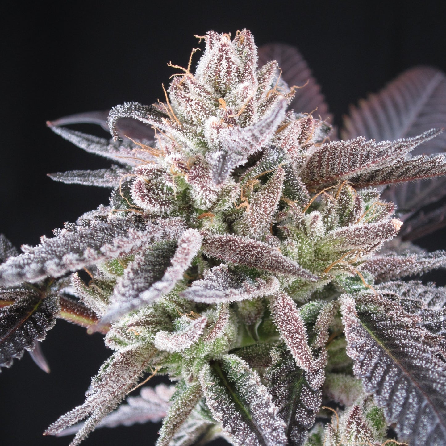 Lemonberry Slush Float Strain Feminized Cannabis Seeds