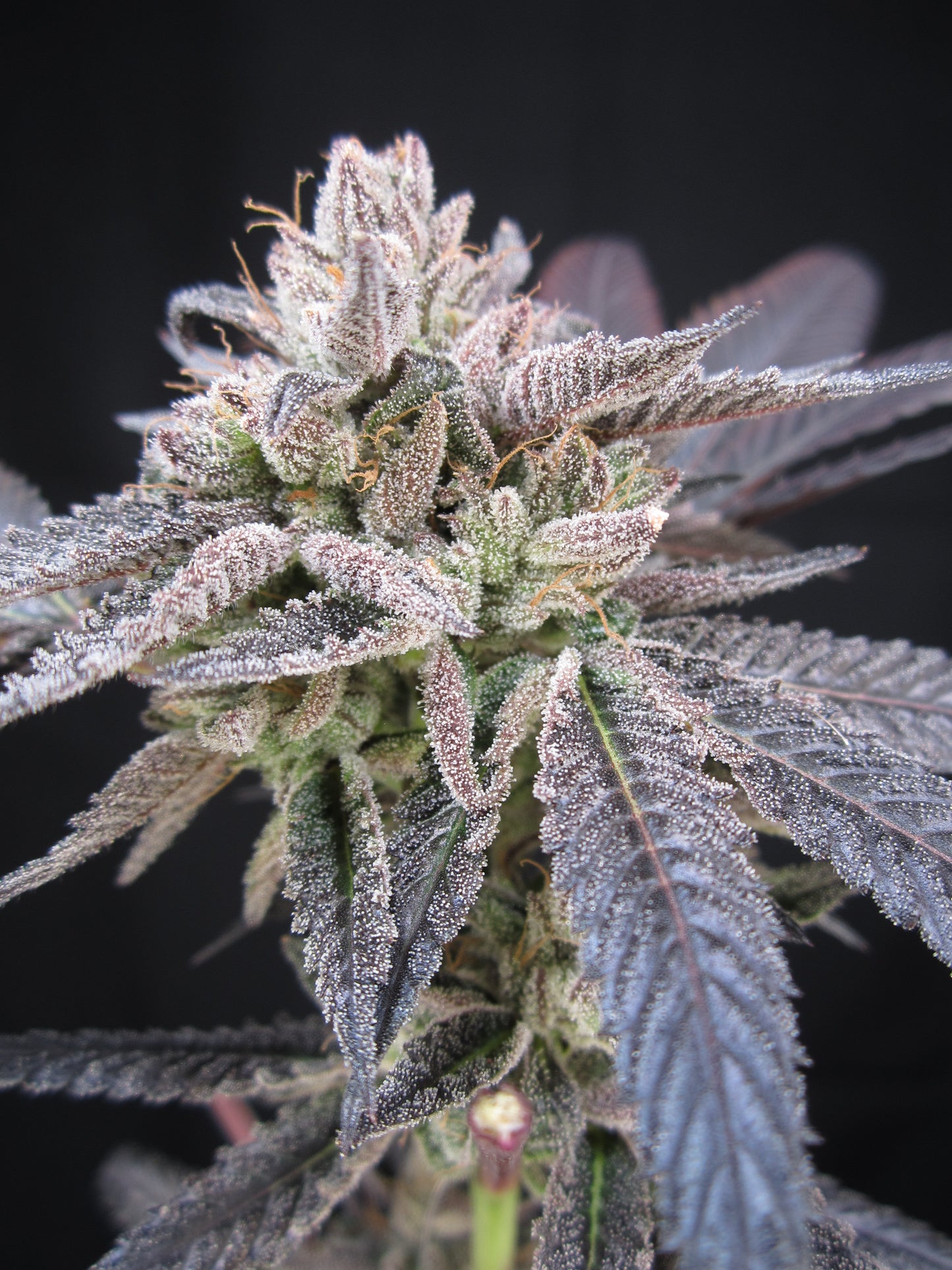 LEMONBERRY SLUSH (FEM)