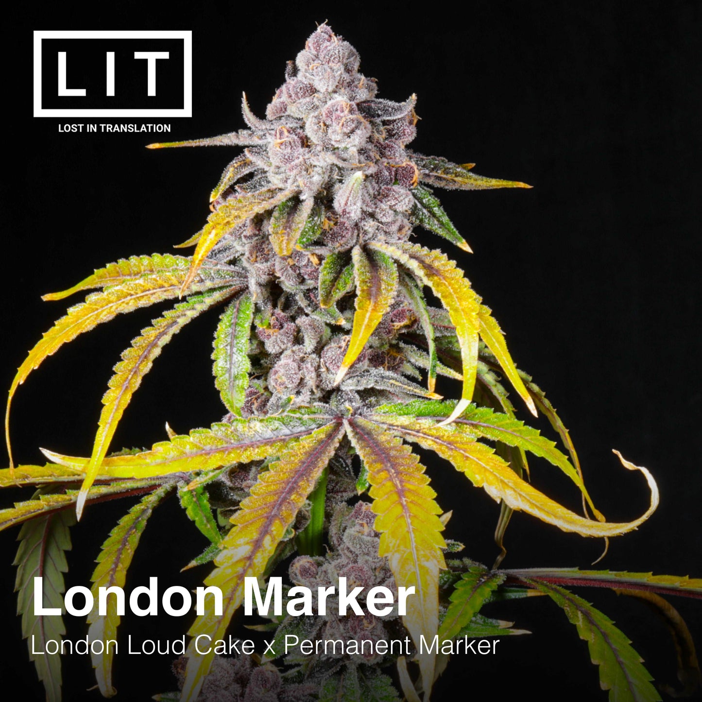 LONDON MARKER FEM FREEBIE