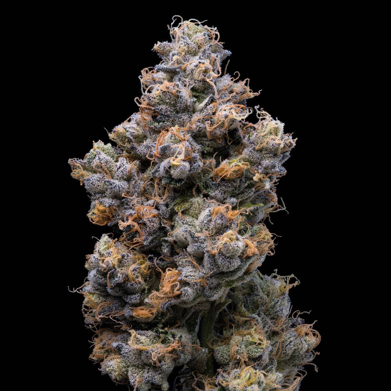 MIAMI YAYO STRAIN, COLLINS AVE X MEDELLIN, LEMONNADE FEMINIZED SEEDS
