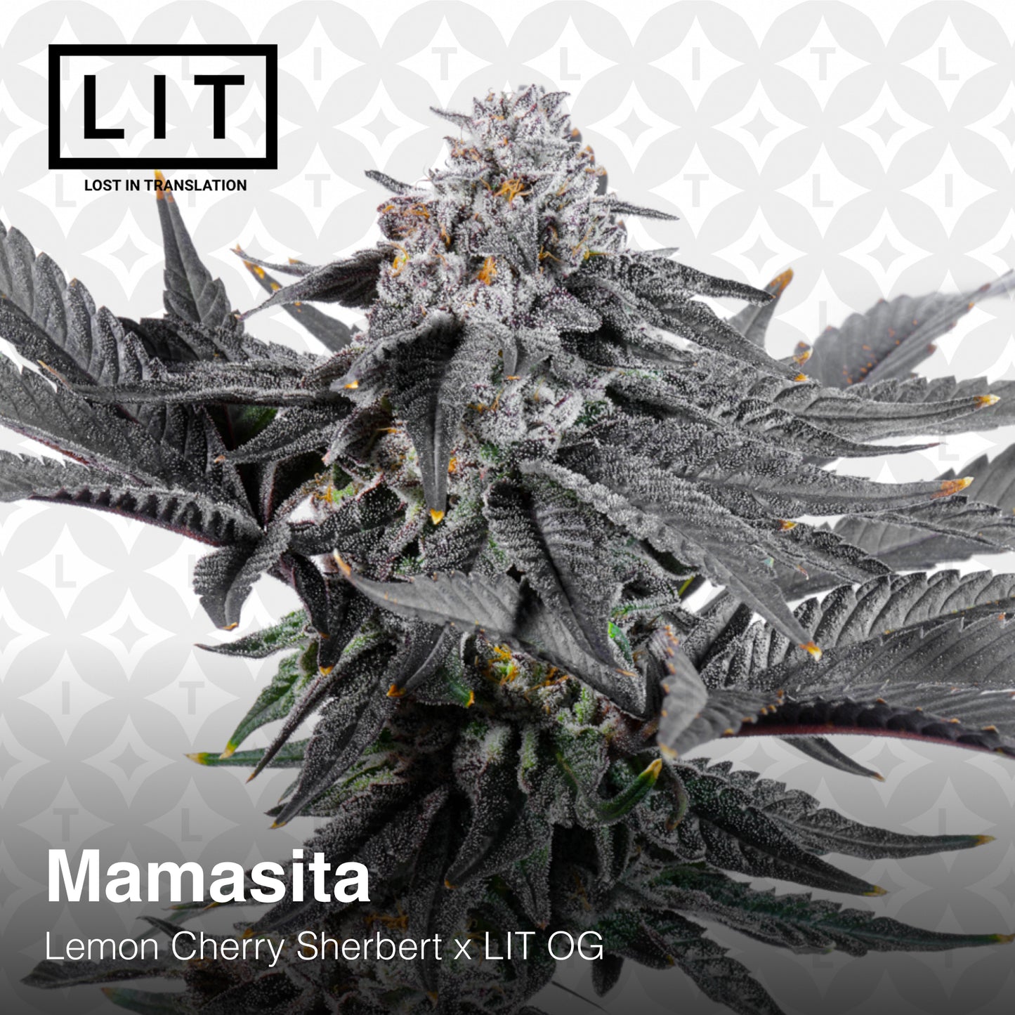 MAMASITA (FEM)