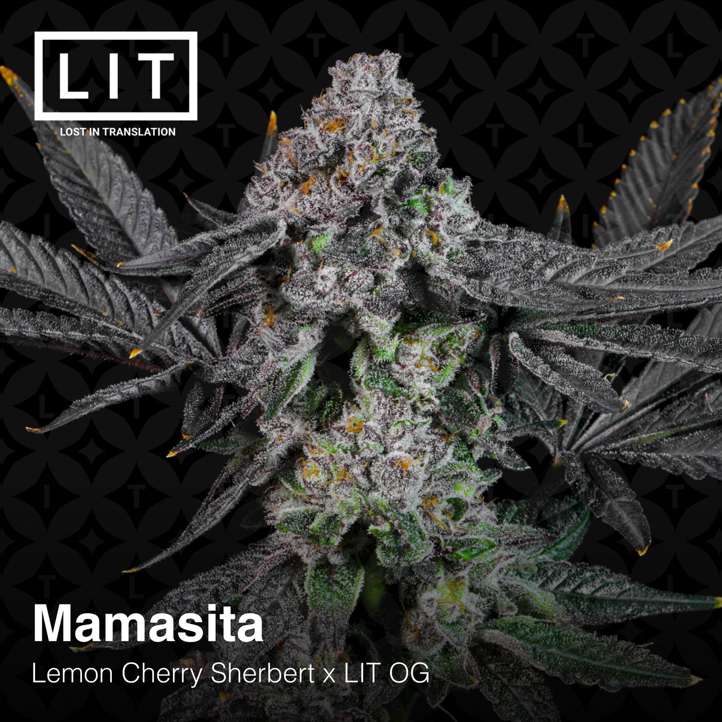 MAMASITA (FEM)