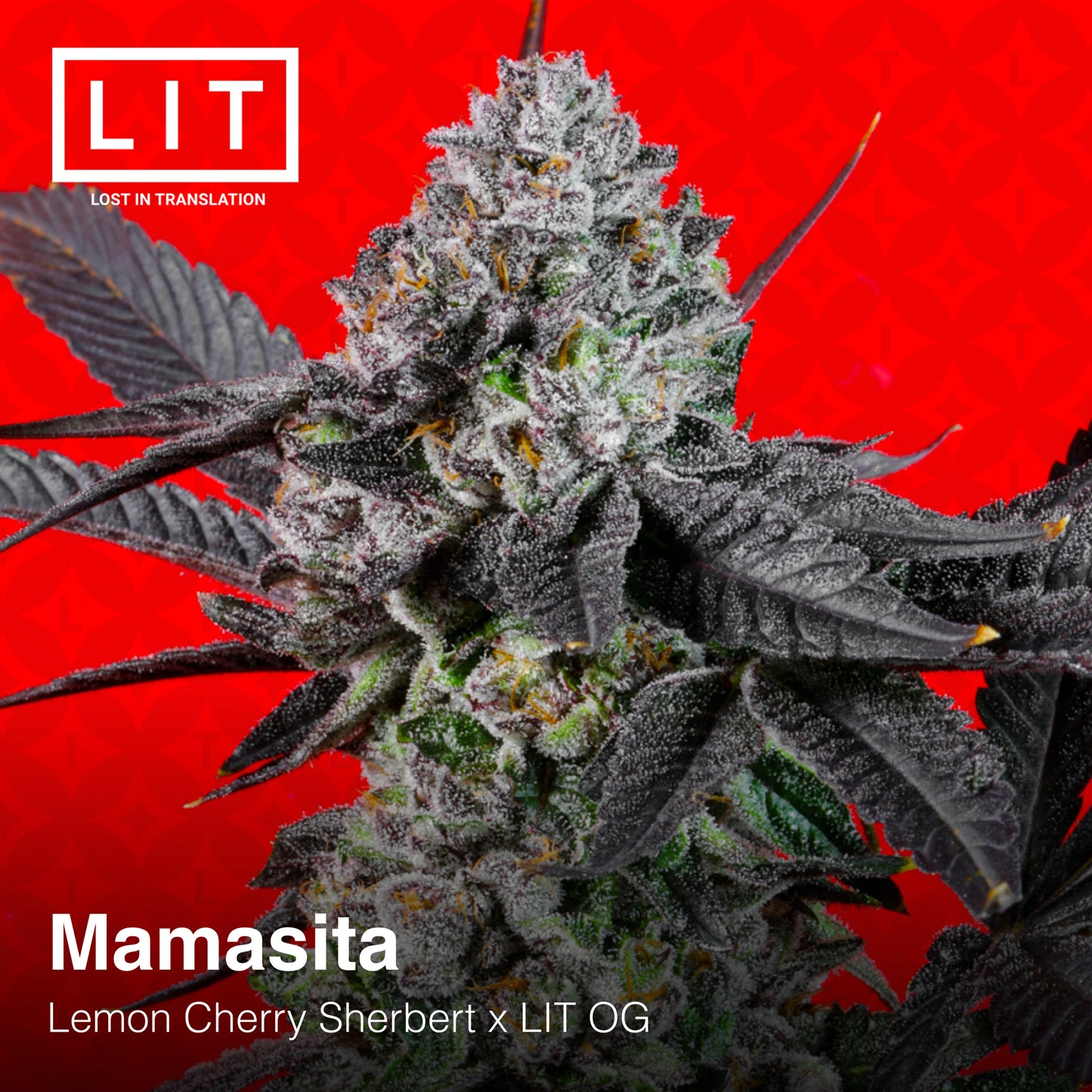 MAMASITA (FEM)