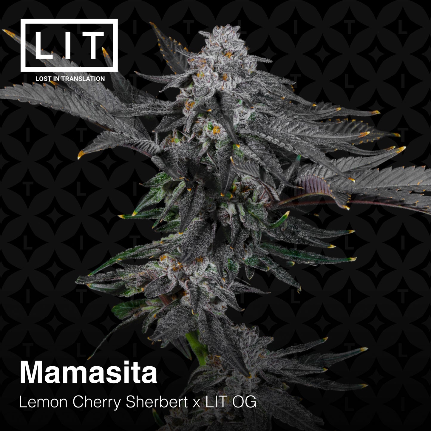 Mamasita Seeds Lit Farms