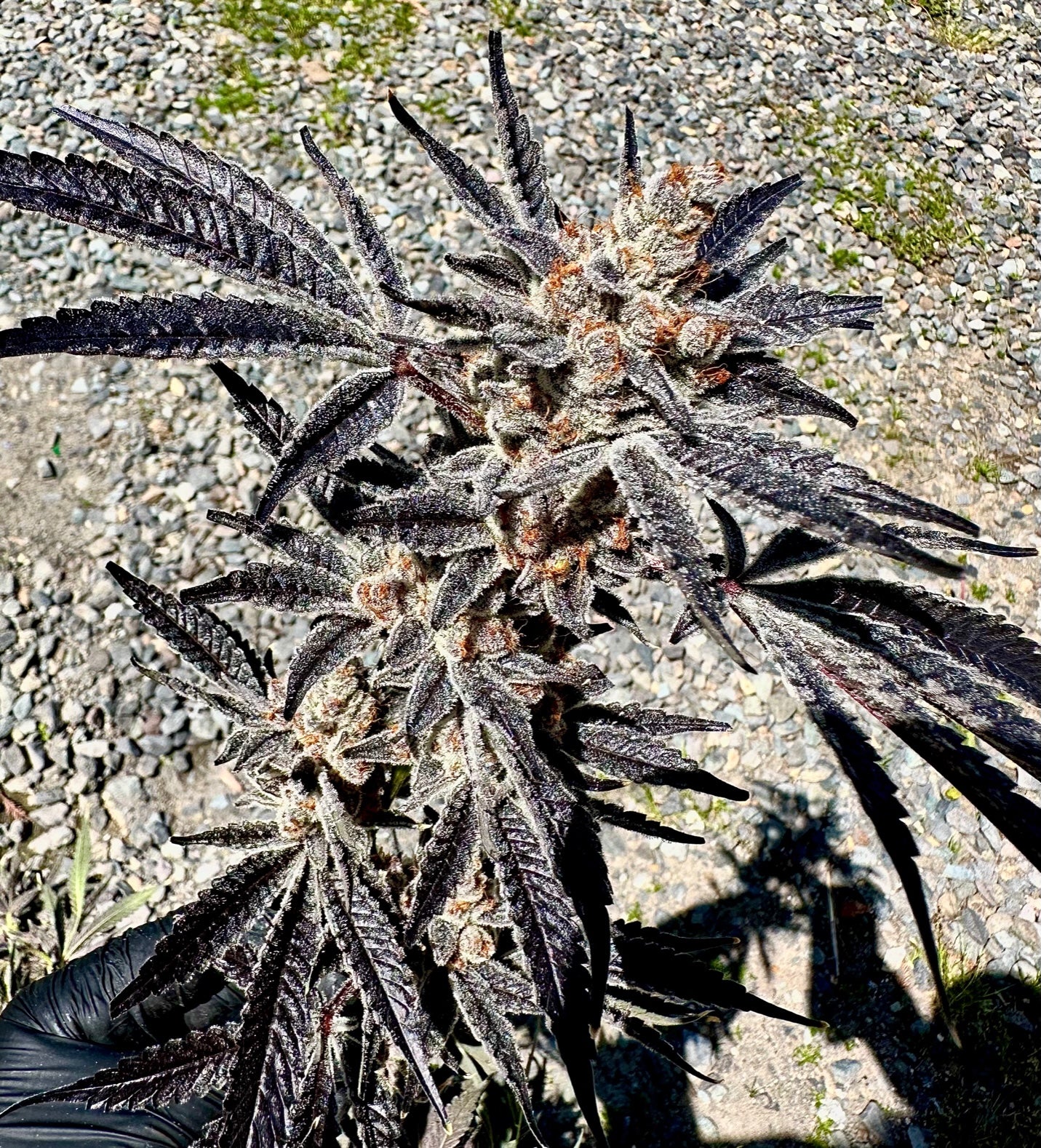 Marshmallow Mountain (Bakers Dozen x Gary Poppins )