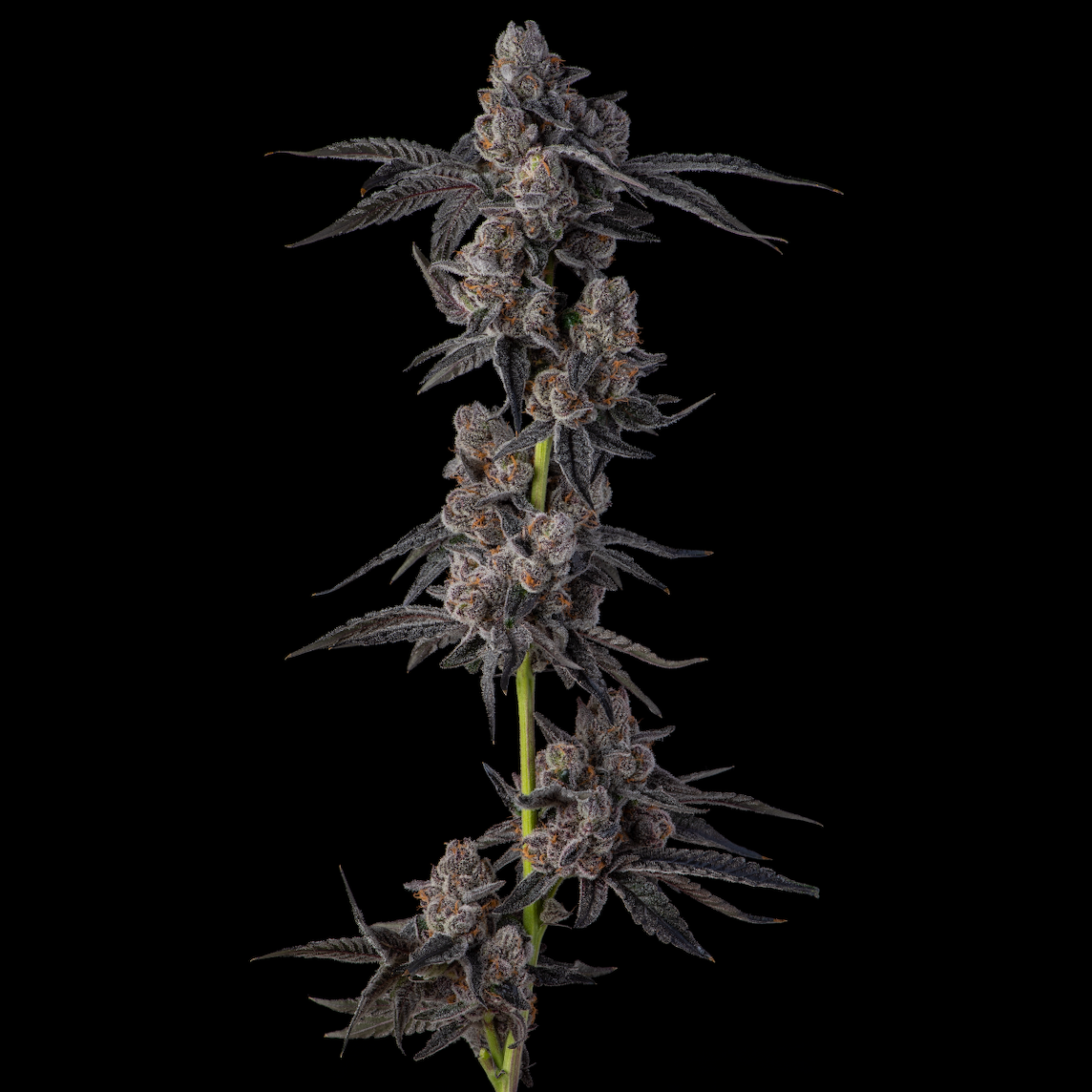 MELLOWZ (FEM)