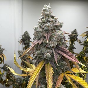 Mosca Seeds Pinapple Whip S1 Tiki Madman