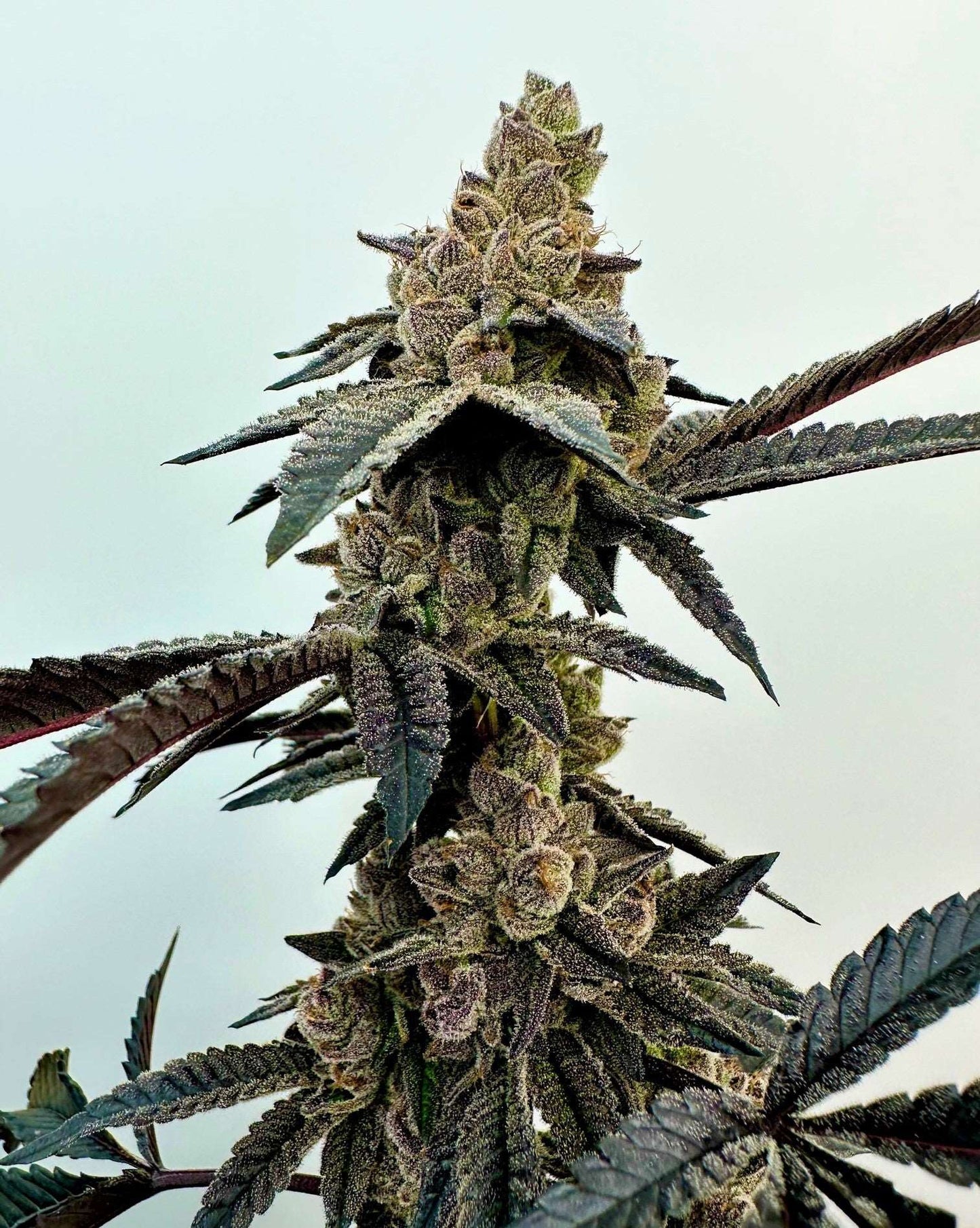 Neon Sunshine (Zkittlez x Falcon-9) Fem