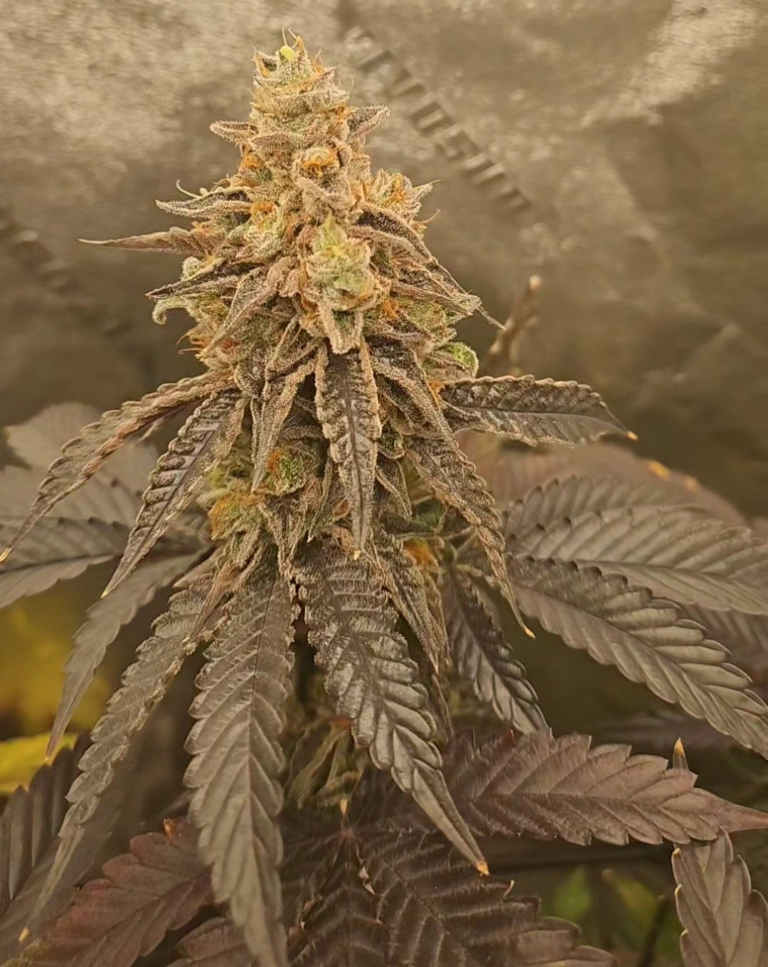 BERRILY LEGAL AKA PURPLE BERRIES (RASPBERRY RUNTZ X RED RUNTZ) FEM
