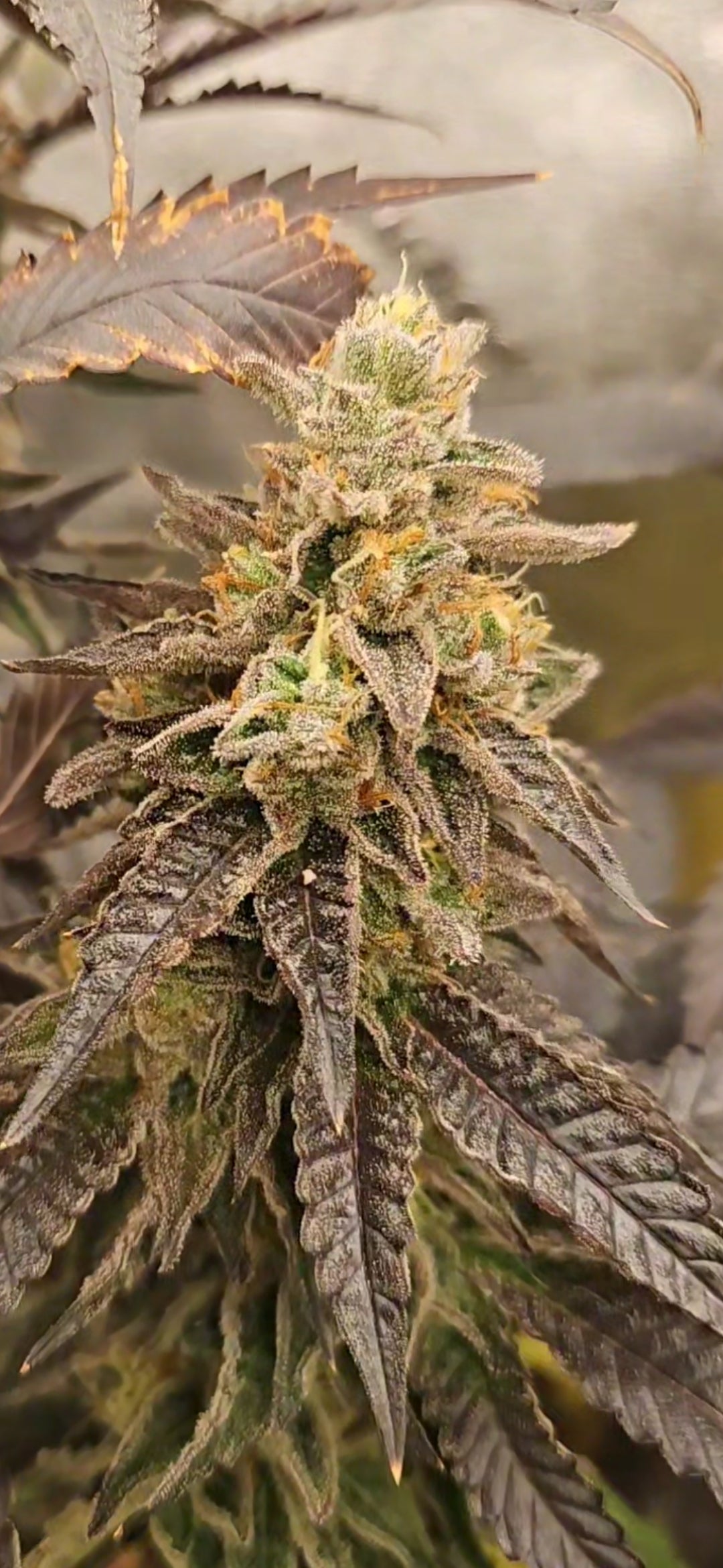 BERRILY LEGAL AKA PURPLE BERRIES (RASPBERRY RUNTZ X RED RUNTZ) FEM