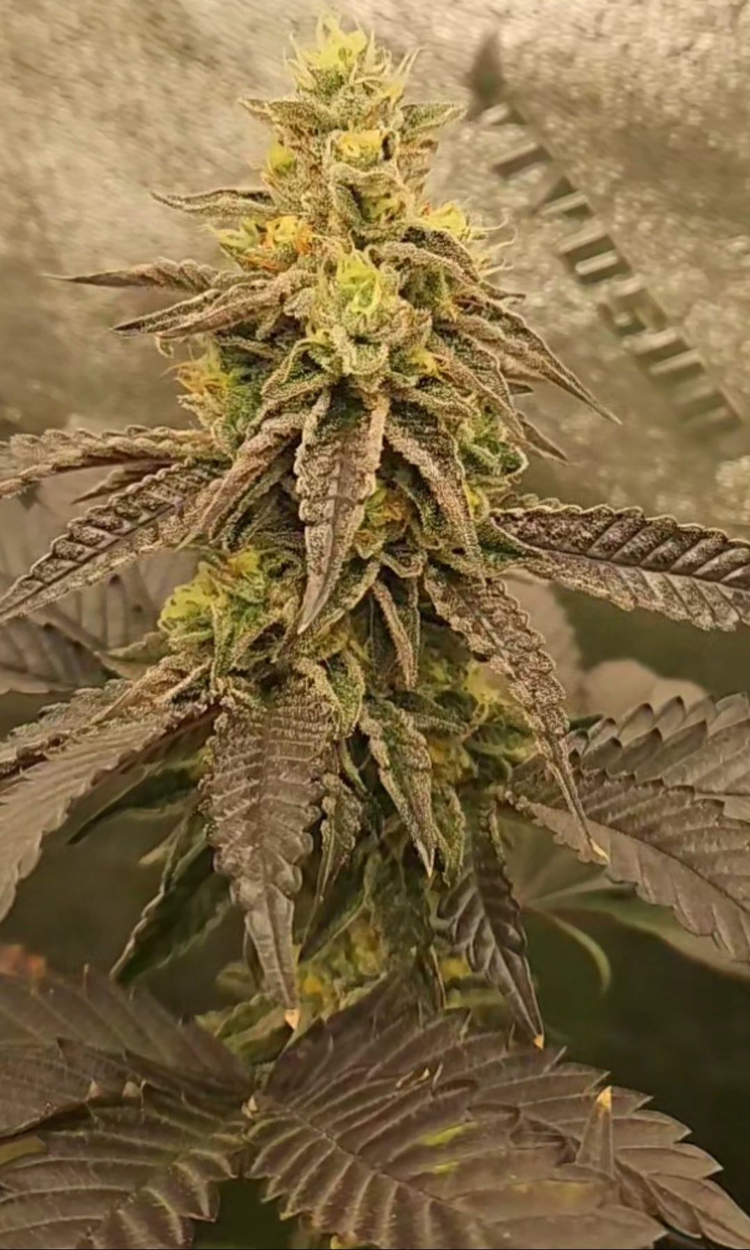 BERRILY LEGAL AKA PURPLE BERRIES (RASPBERRY RUNTZ X RED RUNTZ) FEM
