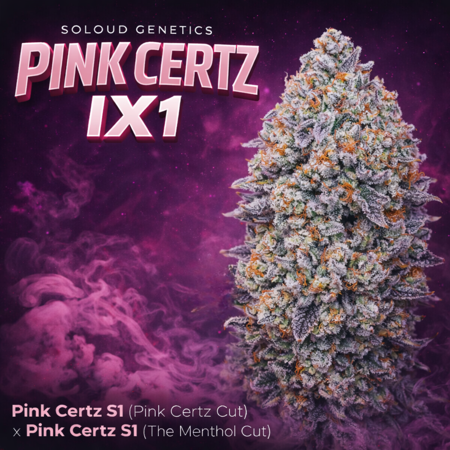 PINK CERTZ IX SEEDS