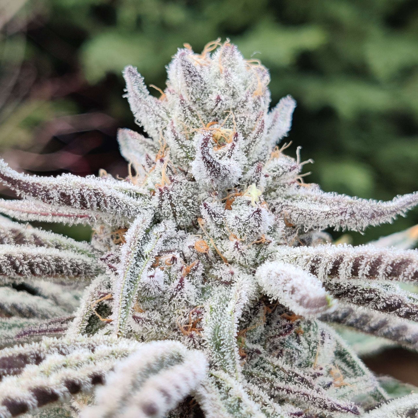 Paradisiac Ice Cream Cake x Divine Spirit Regular cannabis seeds ANNUNAKI GENETICS