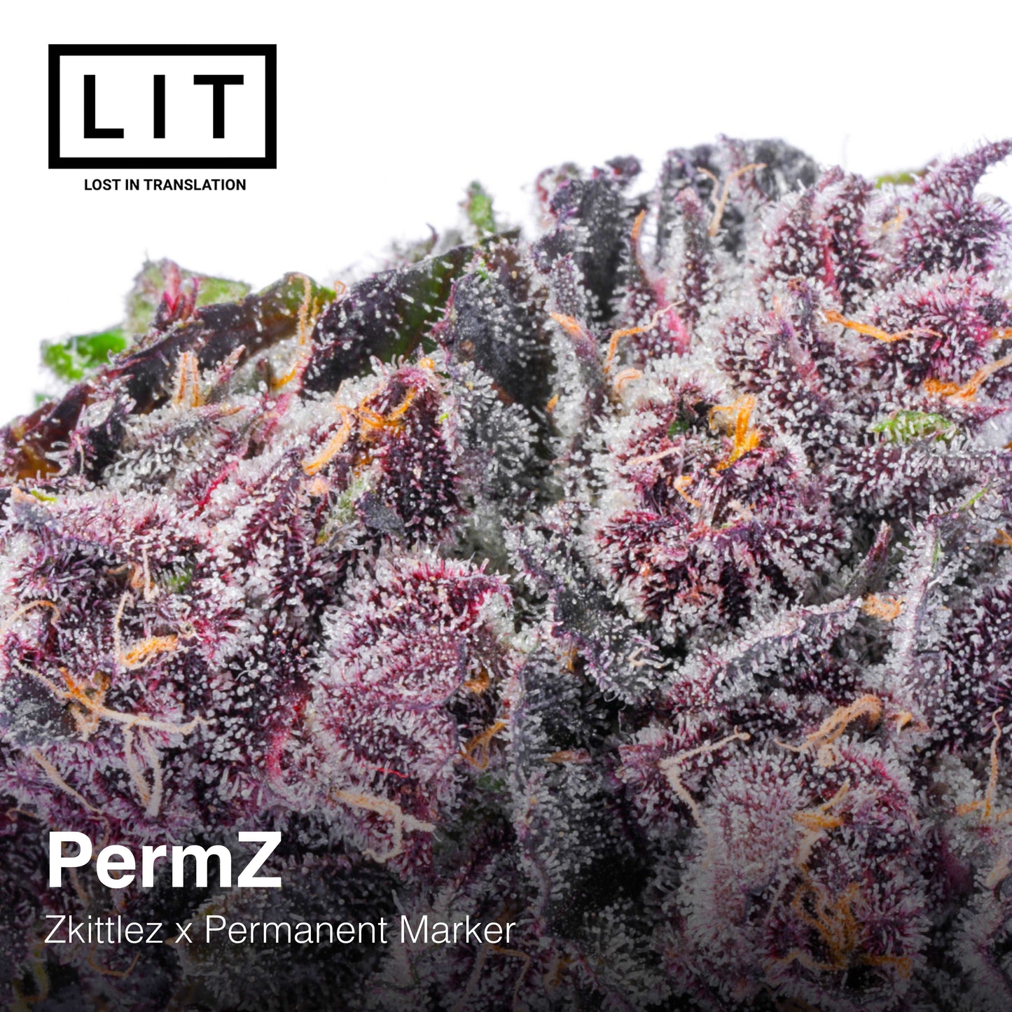 PERMZ (PERMANENT ZKITTLEZ) FEM
