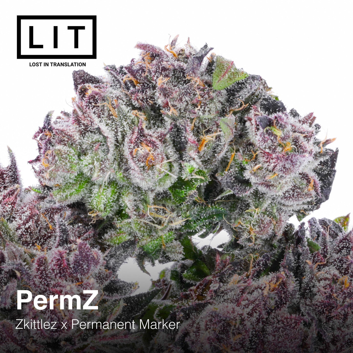 PERMZ (PERMANENT ZKITTLEZ) FEM