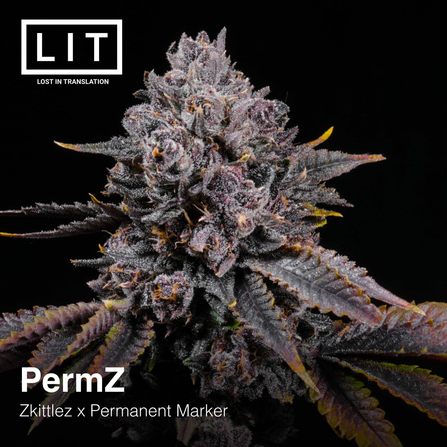 PERMZ (PERMANENT ZKITTLEZ) (ZKITTLEZ X PERMANENT MARKER) LIT FARMS FEMINIZED CANNABIS SEEDS