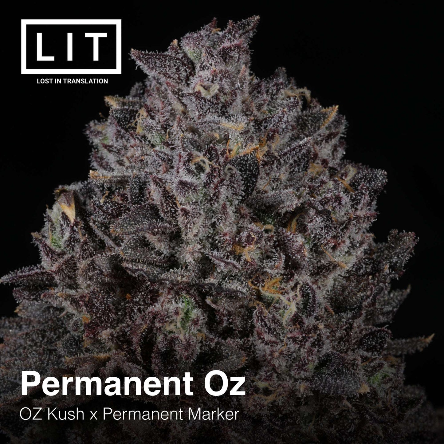 PERMANENT OZ (FEM)