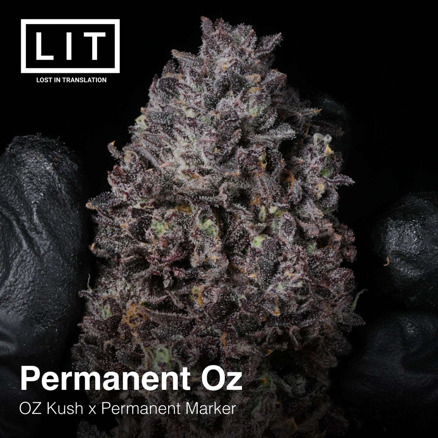 PERMANENT OZ (FEM)