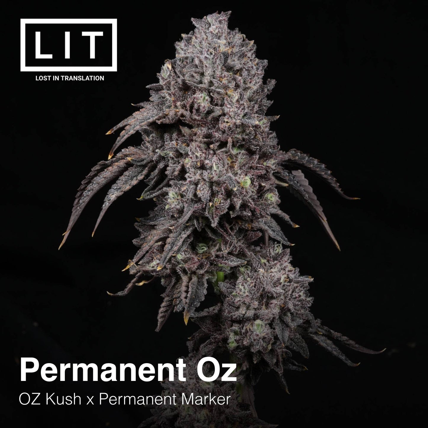 PERMANENT OZ (FEM)