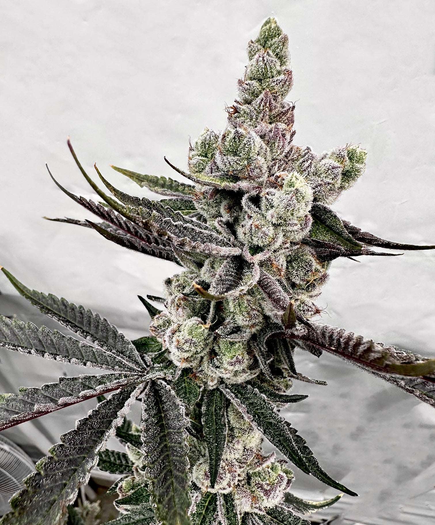 Petrol Potion Mother: Drip Station Reversal: Grape Jubilee Exotic Genetix