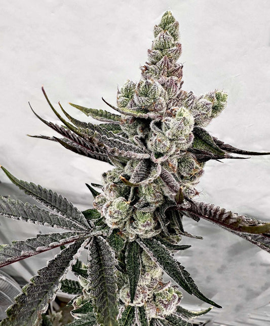 Petrol Potion Mother: Drip Station Reversal: Grape Jubilee Exotic Genetix