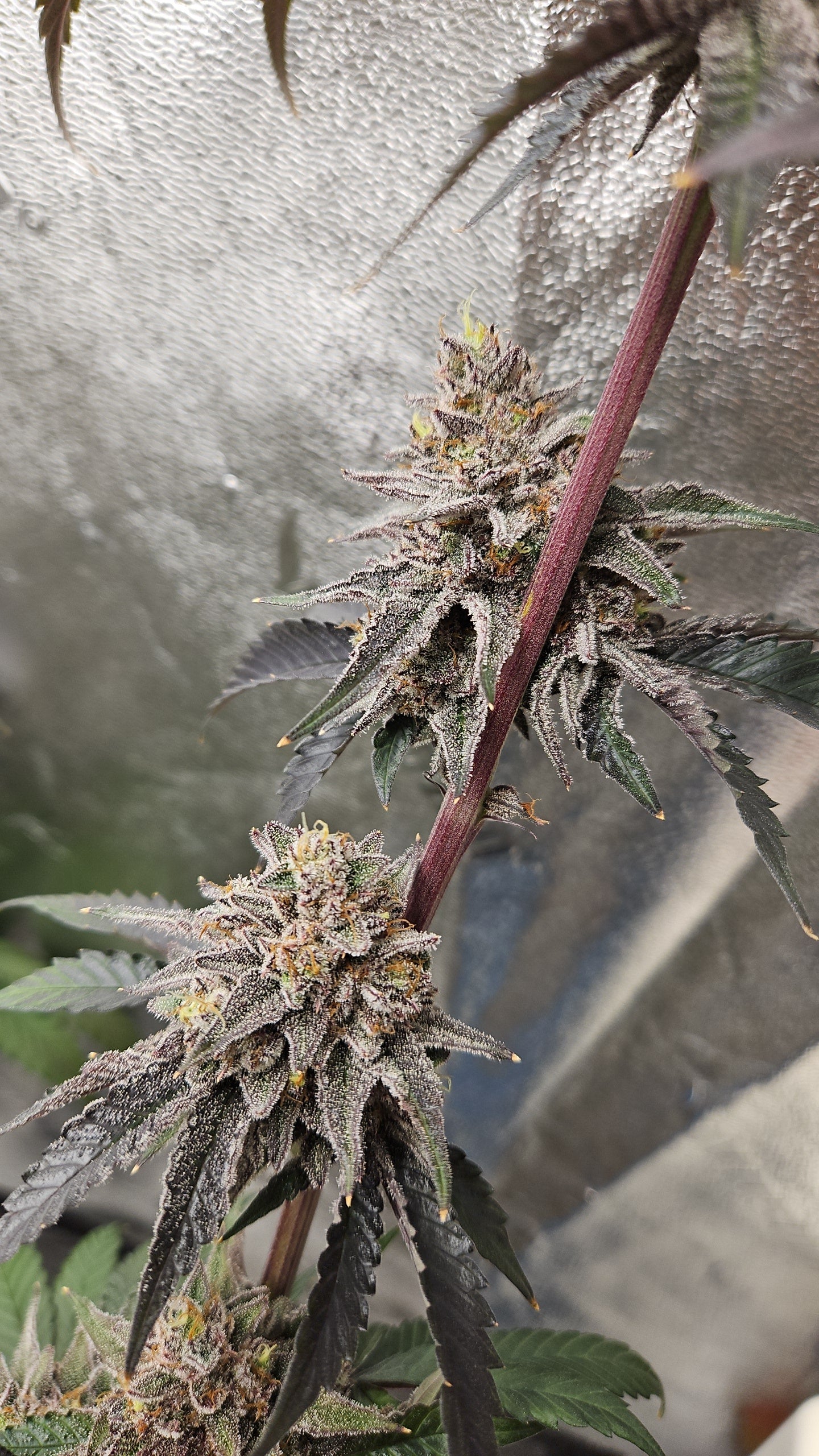 ITALIAN SYRUP (STRAWBERRY RUNTZ X RED RUNTZ) FEM
