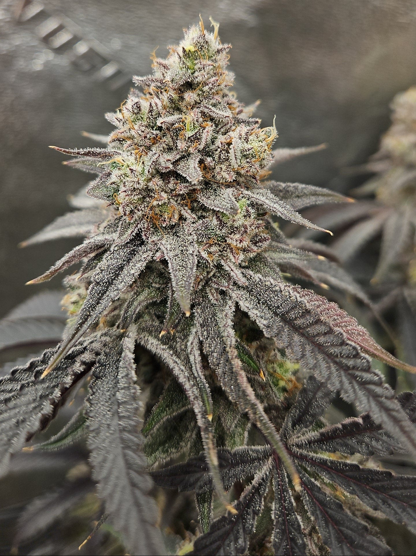 strawberry runtz seeds for sale ITALIAN SYRUP (STRAWBERRY RUNTZ X RED RUNTZ) FEM – SLG