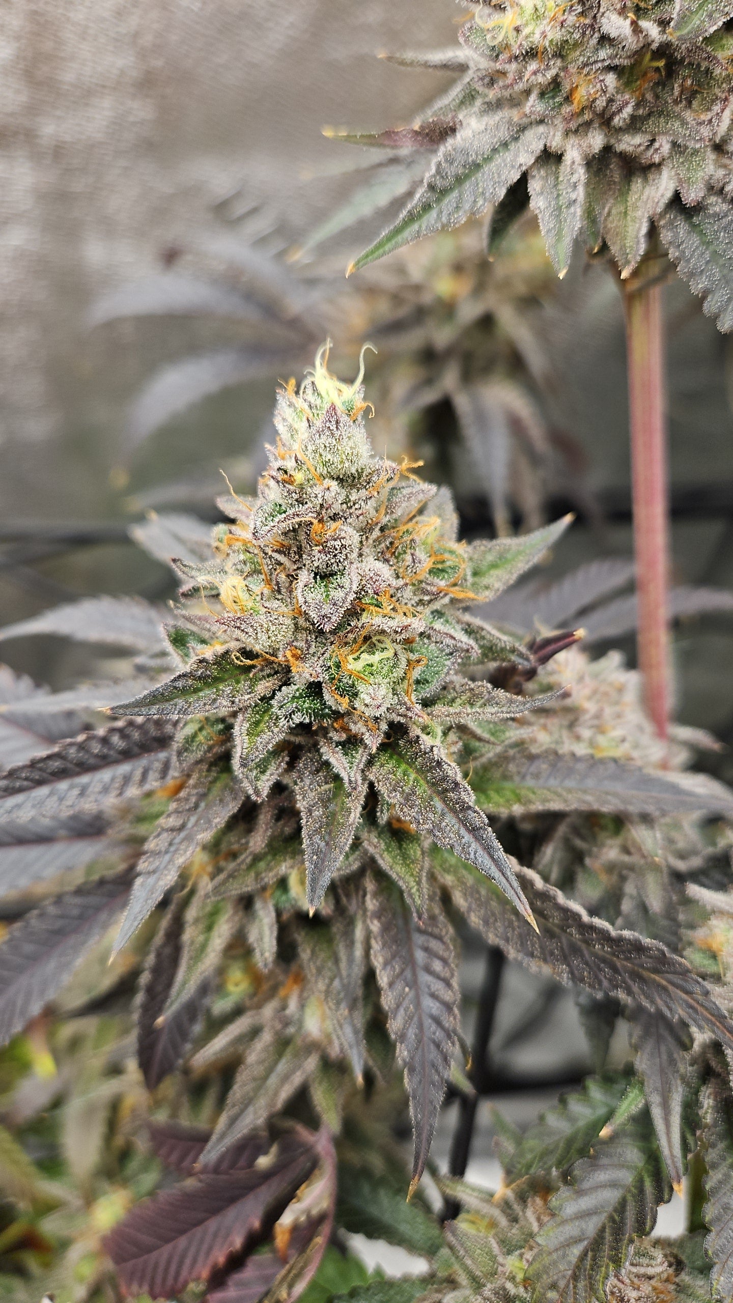 ITALIAN SYRUP (STRAWBERRY RUNTZ X RED RUNTZ) FEM