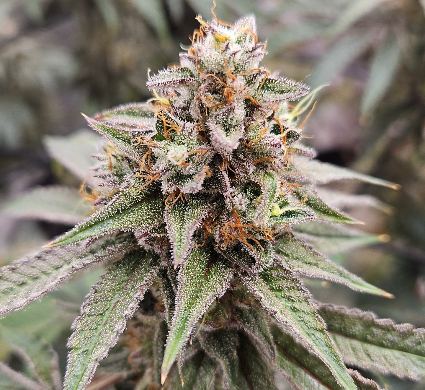 ITALIAN SYRUP (STRAWBERRY RUNTZ X RED RUNTZ) FEM