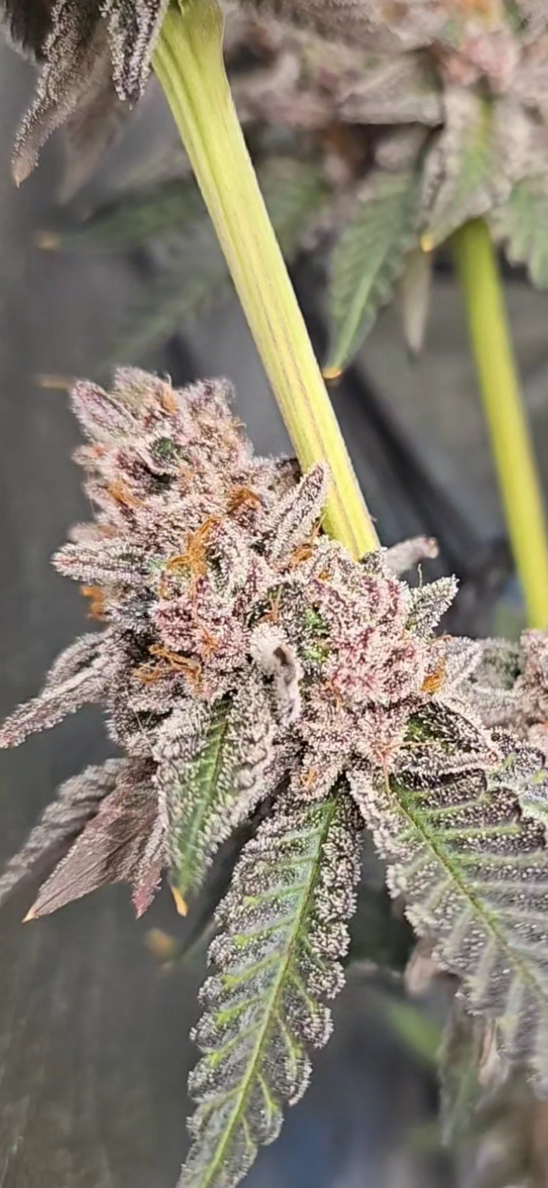 RED BANANA (BANANA SPLITTERZ X RED RUNTZ) FEM