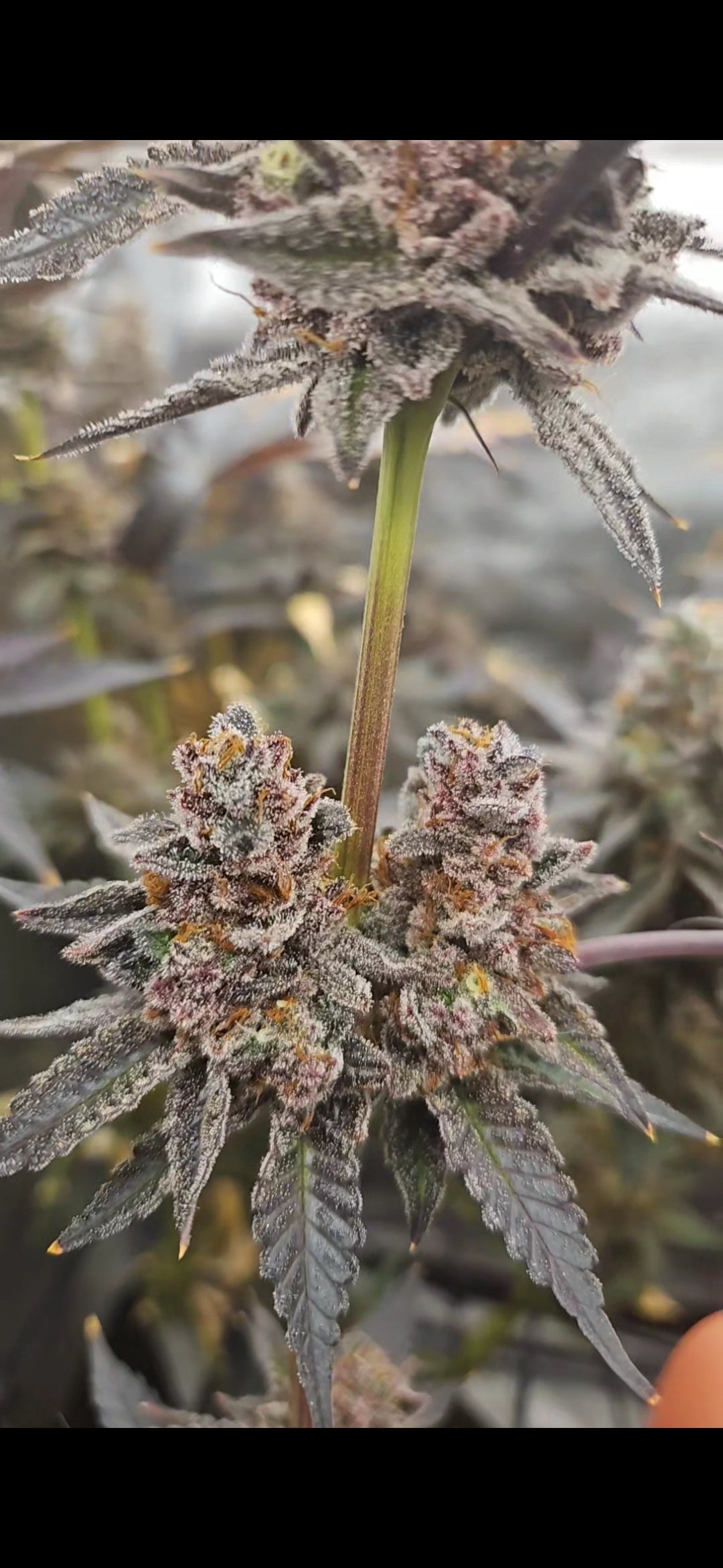 RED BANANA (BANANA SPLITTERZ X RED RUNTZ) FEM